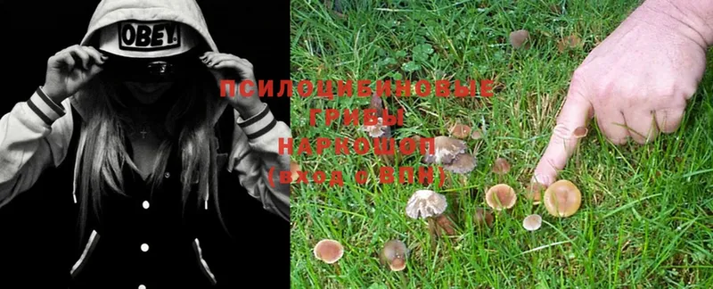 Псилоцибиновые грибы Psilocybe  OMG сайт  Оханск 